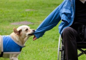 Labrador aiuta disabile a togliere la felpa