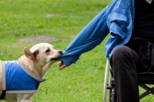 Labrador aiuta disabile a togliere la felpa